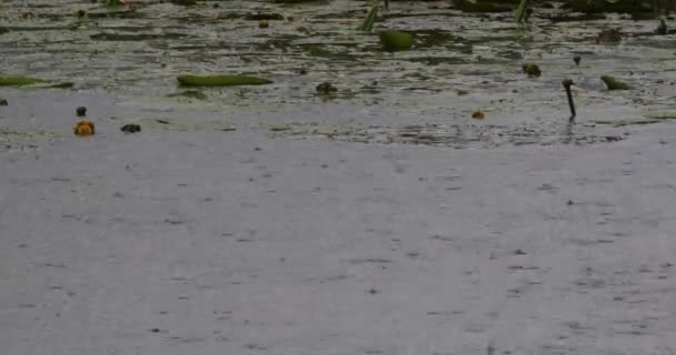 Дощ падає на ставок — стокове відео