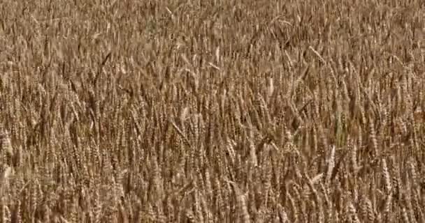 Campo di grano maturo — Video Stock