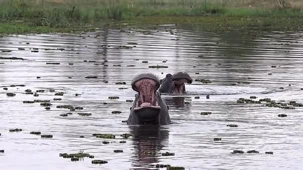 Hippopotamuses with Mouthes wide open — Stock Video