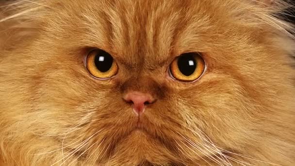 Rosso Auto Persiano Gatto Domestico Video Stock Slowmotiongli