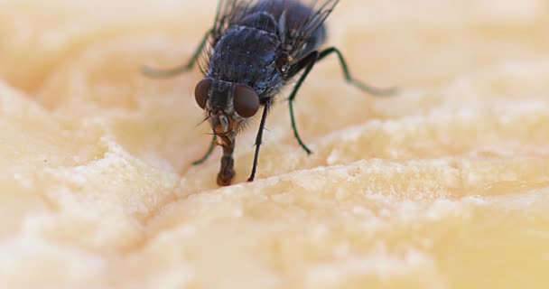 Fly standing on Piece of Cheese — Stock Video