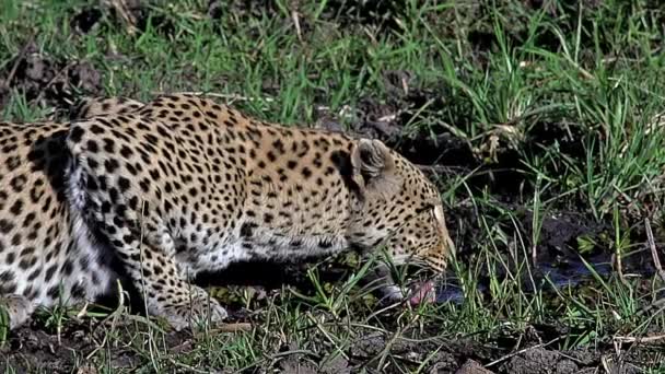 Beber leopardo adulto — Vídeos de Stock