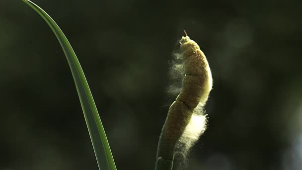 Bra Reedmace eller säv, typha latifolia, Pollen som släpps ut från anläggningen, dammen i Normandie, Slow Motion — Stockvideo