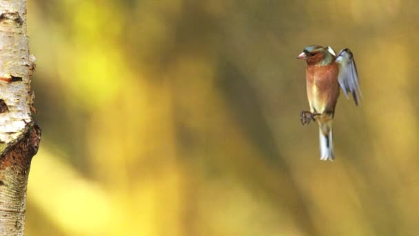 Jilguero común, fringilla coelebs, macho en vuelo, alas batientes cerca del tronco del árbol, Normandía en Francia, cámara lenta — Vídeo de stock