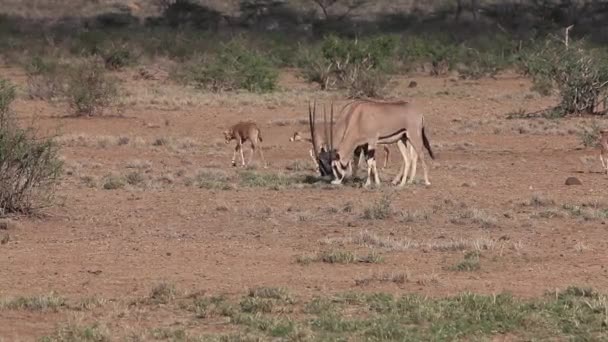 Beisa Oryx, oryx beisa, ομάδα με ενήλικες και μοσχάρι περπατώντας σαβάνα, Μασάι Μάρα πάρκου στην Κένυα, σε πραγματικό χρόνο — Αρχείο Βίντεο