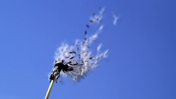Common Dandelion, seeds being blown — Stock Video