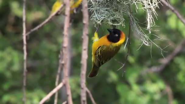 Speke's Weaver debout sur Nest — Video