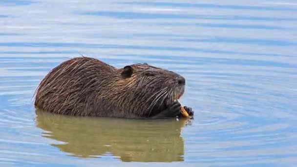 Θαλάσσιας ενυδρίδας, myocastor coypus, ενήλικο τρώει φλοιός του υποκαταστήματος, Camargue στη νότια ανατολική Γαλλία, σε πραγματικό χρόνο — Αρχείο Βίντεο