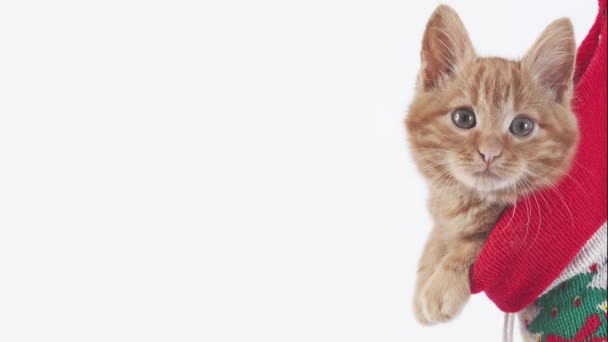 Czerwony pręgowany kot domowy — Wideo stockowe