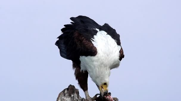 Águila pescadora africana — Vídeo de stock