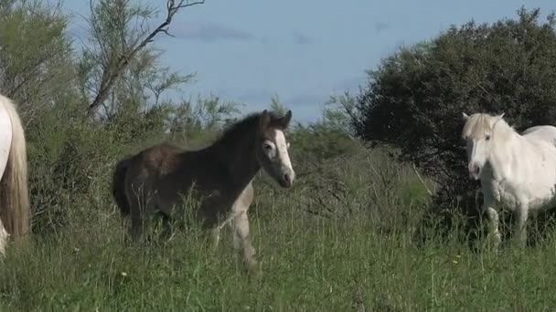 chevaux sauvages de Camargue 