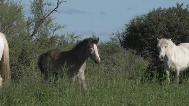 Divocí koně Camargue — Stock video