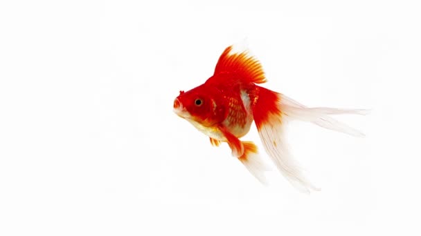 Ryukin Goldfish en blanco — Vídeo de stock