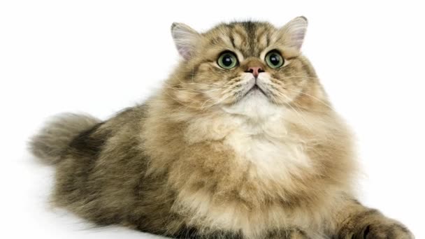 Golden Persian Domestic Cat — Stock Video