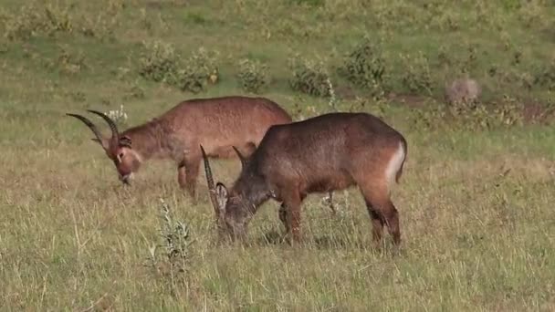 Defassa Waterbucks comiendo hierba — Vídeo de stock