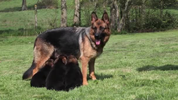 Perro doméstico, Perro pastor alemán, Hembra de pie sobre hierba, tres cachorros amamantando, en tiempo real — Vídeo de stock