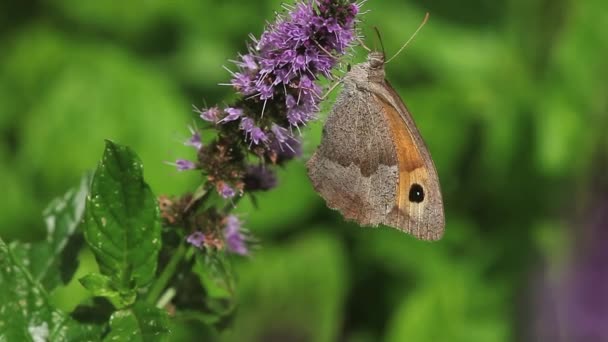 Portero mariposa alimentación en verano lila — Vídeos de Stock