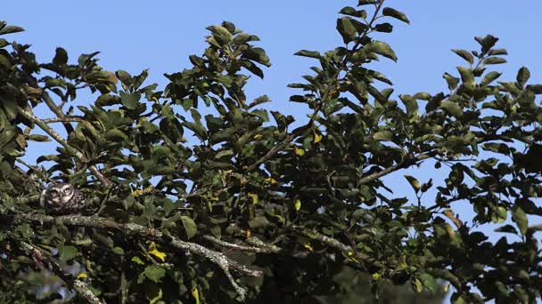 Steenuil opstijgen uit de appelboom — Stockvideo