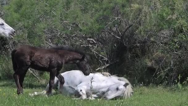 Dzikie konie Camargue — Wideo stockowe