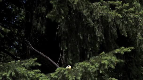 Bald Eagle som lyfter från gren — Stockvideo
