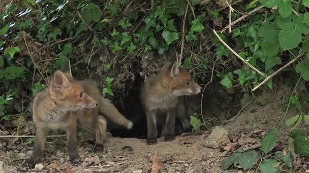 洞穴の入り口の近くの赤狐 — ストック動画