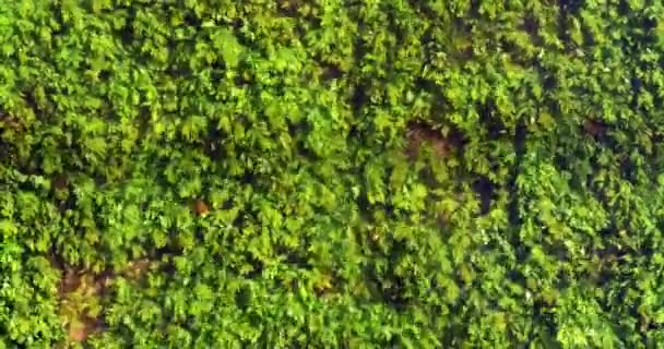जलीय पौधों के साथ नदी — स्टॉक वीडियो