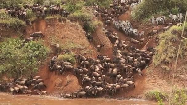 Blue Wildebeest, connochaetes taurinus, Herd Crossing Mara River durante la migrazione, Masai Mara Park in Kenya, Tempo reale — Video Stock