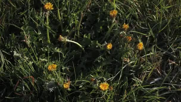 Ortak Dandelions çayırda açma — Stok video