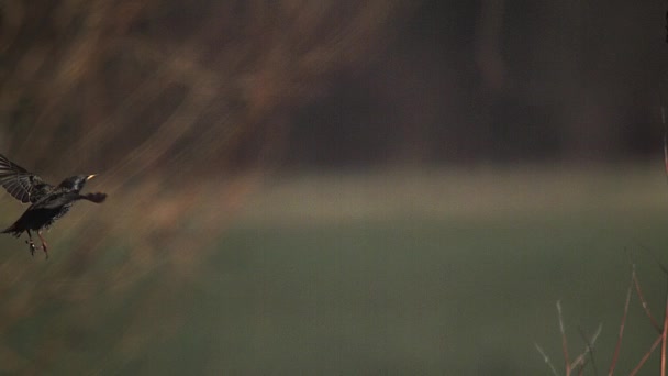 Обыкновенный Старлинг, Sturnus vulgaris, Взрослый в полете, Нормандия во Франции, Медленное движение — стоковое видео