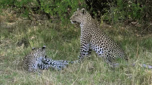 Adultos Leopardos tendidos en la hierba — Vídeo de stock