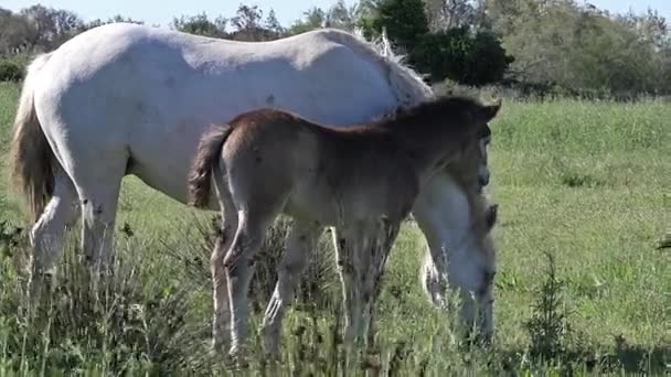 Caballos de Camarga salvajes — Vídeo de stock