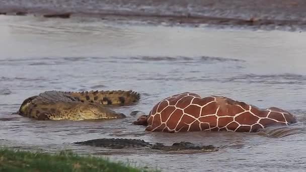 Crocodilos do Nilo em uma matança — Vídeo de Stock