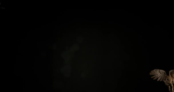 ユーラシアのモリフクロウ — ストック動画