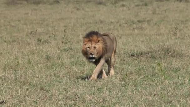 Африканский лев, мужчина, идущий через Саванну — стоковое видео