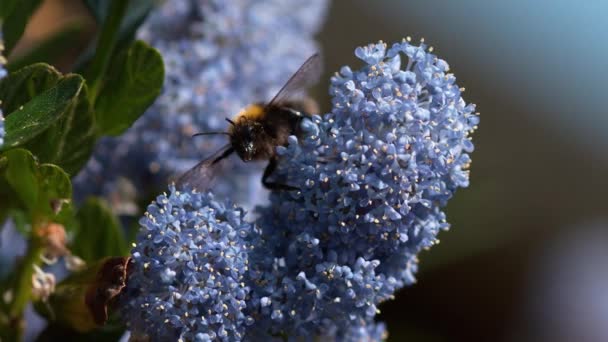 Hommel vliegen boven bloem — Stockvideo