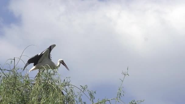 White Stork, ciconia ciconia, Pair standing on Nest, one in Flight, Alsace in France, Slow Motion — Stock Video