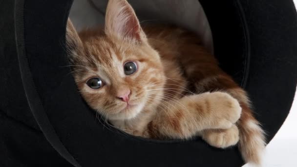 RED TABY DOMESTIC CAT — стокове відео