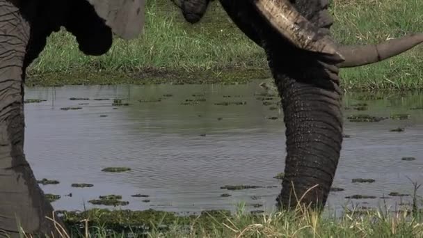 Drinking water African Elephant — Stock Video