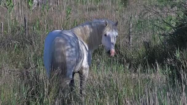 Wild camargue paard — Stockvideo