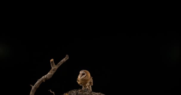 Barn Owl on black background — Stock Video