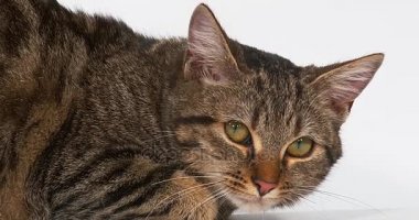 Kahverengi Tabby yerli kedi