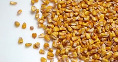 Beyaz karşı düşen Mısır 