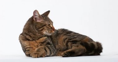 Kahverengi Tabby yerli kedi 