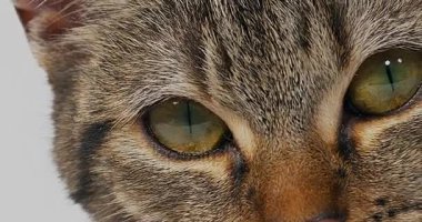 Kahverengi Tabby yerli kedi