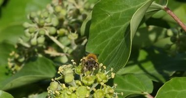 Avrupa bal arısı, apis mellifera, Yetişkin toplama polen Ivy'nin çiçek, hedera helix, Normandiya, gerçek zamanlı 4k