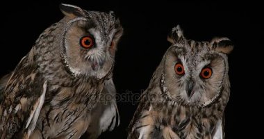 uzun kulaklı baykuşlar