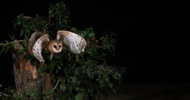 Uçan Baykuş Ahırı