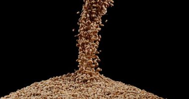 Buğday, triticum sp, siyah arka plan, yavaş hareket 4 k karşı düşen