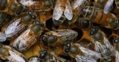 Bal arısı, apis mellifera, kadın işçilerin, larva damızlık tarak, arı kovanı Normandy, gerçek zamanlı 4 k için üzerinde eğilimi