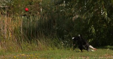 Kenar kömür ocağı köpek, çim, Normandiya üzerinde çalışan genç erkek Motiion 4 k yavaş